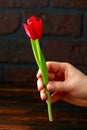 Woman hand holding beautiful red tulip on dark background Royalty Free Stock Photo