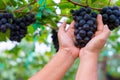 A woman hand holding a bunch of black grapes Royalty Free Stock Photo