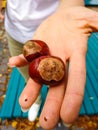 Woman hand holding a bunch of Chestnuts outdoors, picked from the forest floor in Budapest, Hungary. Royalty Free Stock Photo