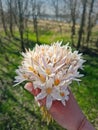 Woman hand holding a bunch of Crocus reticulatus flowers after picking the bouquet in the spring forest Royalty Free Stock Photo