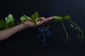 Woman hand holding bunch of grape on black background Royalty Free Stock Photo