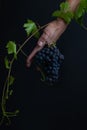 Woman hand holding bunch of grape on black background Royalty Free Stock Photo