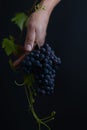 Woman hand holding bunch of grape on black background Royalty Free Stock Photo