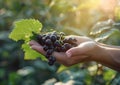 Woman hand holding a bunch of ripe black grapes in the vineyard Royalty Free Stock Photo