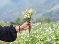 Woman hand holding bunch of white wild flowers Royalty Free Stock Photo