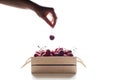 Woman hand holding cherry under Wooden box full of dark red sweet cherries isolated on white background Royalty Free Stock Photo