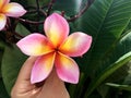 Woman hand holding colorful frangipani flower on sunny day with natural background.