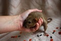 Woman hand is holding cute furry burmese dumbo rat. Tiny black shiny eyes. Halloween glitter confetti background