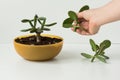 Woman hand holding cutting of homemade pinched Crassula ovata for future bonsai in round low pot and on the white background