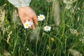 Woman hand holding daisy flower in summer countryside, close up. Carefree atmospheric moment. Young female gathering wildflowers Royalty Free Stock Photo