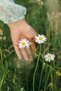 Woman hand holding daisy flower in summer countryside, close up. Carefree atmospheric moment. Young female gathering wildflowers Royalty Free Stock Photo