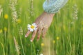 Woman hand holding daisy flower in summer countryside, close up. Carefree atmospheric moment. Young female gathering wildflowers Royalty Free Stock Photo