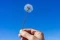 Woman hand holding dandelion floret against a bright blue sky Royalty Free Stock Photo