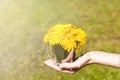 woman hand holding dandelions at metallic bucket. Bouquet of yellow flowers at summer day