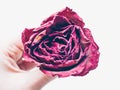 Woman hand holding dried red rose flower isolate on white background. Traditional symbol of a broken heart and lost love Royalty Free Stock Photo