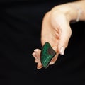 Woman hand holding exotic butterfly wing, sensual studio shot Royalty Free Stock Photo