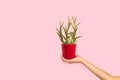 Woman hand holding a flower pot with an aloe vera plant Royalty Free Stock Photo