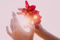 Woman hand holding frangipani flower at sunset on the beach close up Royalty Free Stock Photo