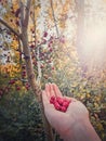 Woman hand holding fresh bio hawthorn berries after picking them up from the tree in the forest. Wildberries in the woods natural