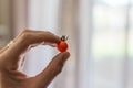 a woman hand holding a Fresh homemade cherry tomato. Corfu Greece Royalty Free Stock Photo