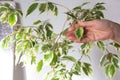 Woman hand holding fresh leaf of Ficus Benjamina among leaves crown of the houseplant Royalty Free Stock Photo