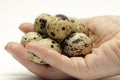 Woman hand holding fresh quail eggs. Royalty Free Stock Photo