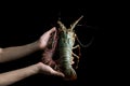 Woman hand holding fresh raw Tiger Prawn and spiny lobster on black background Royalty Free Stock Photo