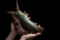 Woman hand holding fresh raw Tiger Prawn and spiny lobster on black background Royalty Free Stock Photo