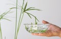 Woman hand holding glass bowl with cut umbrella of Cyperus plant and water for rooting on the white background Royalty Free Stock Photo