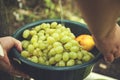 Grapes in a bowl Royalty Free Stock Photo