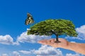 Woman hand holding green tree with butterfly on blue sky Royalty Free Stock Photo