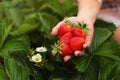 Woman hand holding handful of freshly picked strawberries on self picking strawberry farm field, leaves and two flowers in Royalty Free Stock Photo