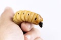 Woman hand holding Larva of Oryctes rhinoceros Coconut beetle is dangerous insect pest. Worm beetle for deep-fried as food items