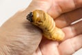 Woman hand holding Larva of Oryctes rhinoceros Coconut beetle is dangerous insect pest. Worm beetle for deep-fried as food items Royalty Free Stock Photo