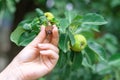 The woman hand holding little dried pear close to fresh ones on the green branches on fruit tree. Royalty Free Stock Photo