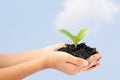 Woman hand holding a little green tree plant Royalty Free Stock Photo