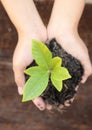 Woman hand holding a little green tree plant Royalty Free Stock Photo