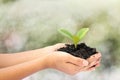 Woman hand holding a little green tree plant Royalty Free Stock Photo