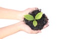 Woman hand holding a little green tree plant Royalty Free Stock Photo