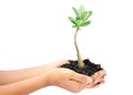 Woman hand holding a little green tree plant Royalty Free Stock Photo