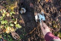 Woman hand holding little shovel digging a hole in the ground to plant a big flower seed for next year. Royalty Free Stock Photo