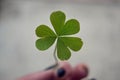 Woman hand holding lucky Shamrock four leaf clover