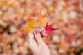 Woman hand holding maple leaves, yellow, orange, and red color. Colorful falling foliage in the garden, natural background banner Royalty Free Stock Photo
