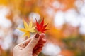 Woman hand holding maple leaves, yellow, orange, and red color. Colorful falling foliage in the garden, natural background banner Royalty Free Stock Photo