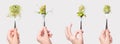 Woman hand holding micro greens on fork. Healthy eating, fresh garden produce organically grown. Symbol of health and Royalty Free Stock Photo
