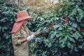 A woman in the hand holding a notebook and standing close to the coffee tree, learning about coffee