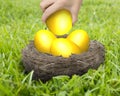 Woman hand holding one of golden eggs in nest Royalty Free Stock Photo