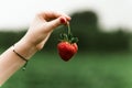 Close up of freshly picked fresh red strawberry in hand Royalty Free Stock Photo