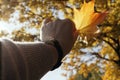 Woman hand holding orange maple leaves Royalty Free Stock Photo