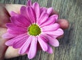 woman hand holding pink daisy flower on blurred wooden background Royalty Free Stock Photo